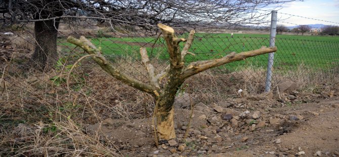 aliaga-belediyesi’nden-citak-mahallesi’ne-600-nar-agaci-(7).jpg