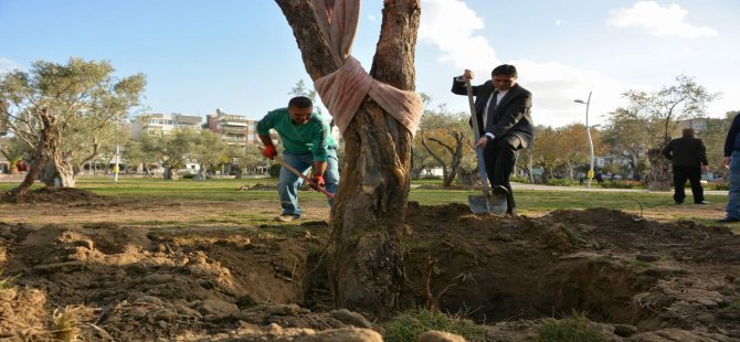 aliaga-belediyesi-zeytin-dikimi-9.jpg