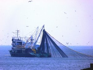 Balıkesir Su Ürünleri Fiyatları 06.09.2016