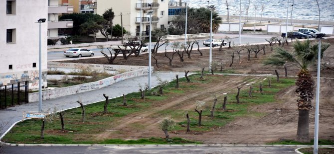 Aliağa Belediyesi Zeytin Takviyesine Devam Ediyor