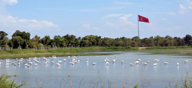 Aliağa Kuş Cennetini Flamingolar Renklendiriyor