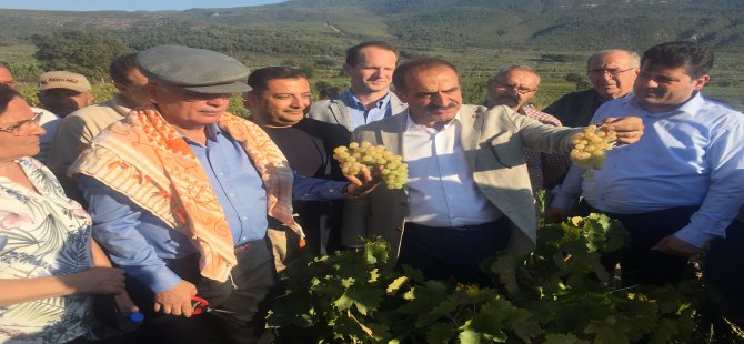 Selçuk'ta Üzüm Festivali Coşkusu