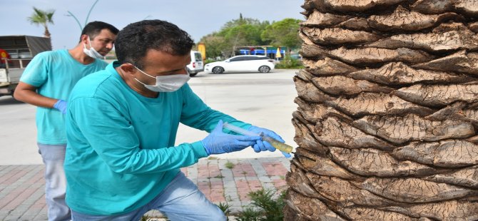 Aliağa Belediyesi’nden Palmiyelere İlaçlama