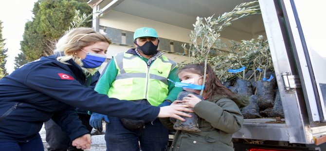 Aliağa Belediyesi’nin Zeytin Fidanı Dağıtımları Sürüyor