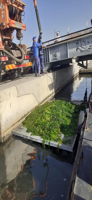 Körfez’de oluşan deniz marulları temizleniyor