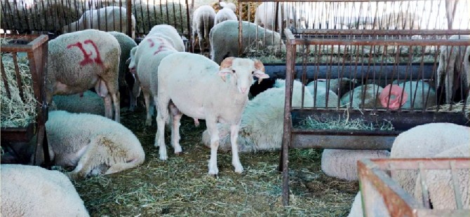 Aliağa’da Kurbanlık kesim fiyatları açıklandı