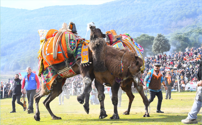 Torbalı’da Deve Güreşi Festivali gerçekleşti