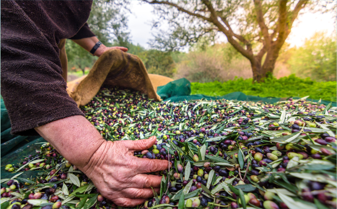 Sofralık zeytin ihracatı döviz bazında yüzde 52 arttı