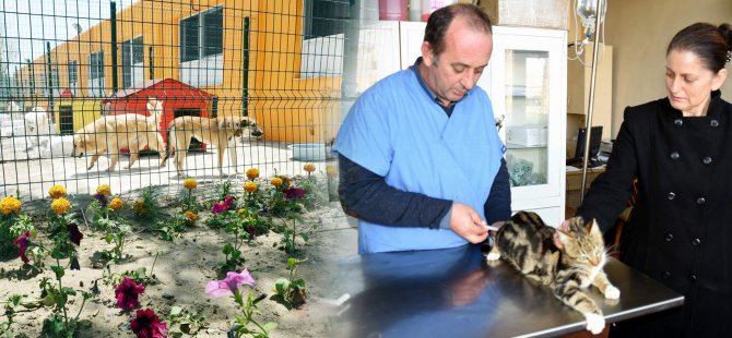 Aliağa Belediyesi Sokak Hayvanlarına Sahip Çıkıyor