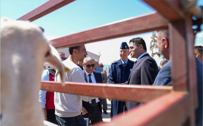 Aliağa Damızlık Koyun Üretim Merkezi'nde 3'üncü Etap Dağıtımlar Tamamlandı