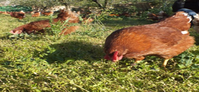 Yonca Unu Etlik Piliçlerin Sindirim Sistemine Katkı Sağlıyor