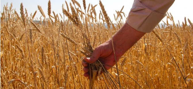 Buğdayda Verim Artışı Şampiyonları Tunceli Ve Manisa