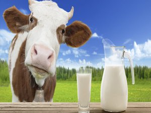 Kasımda 716 bin 310 Ton İnek Sütü Toplandı