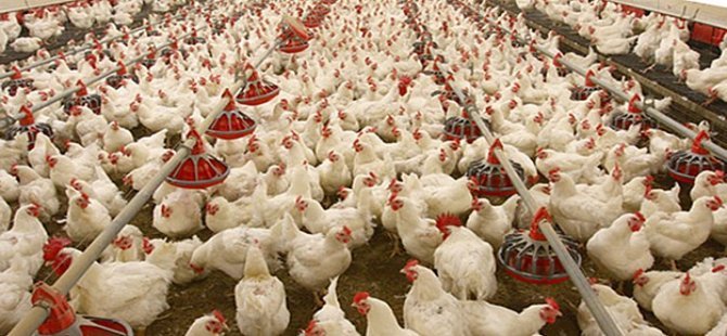 Tavuk Yumurtası Üretimi 1.5 Milyar Adet Olarak Gerçekleşti