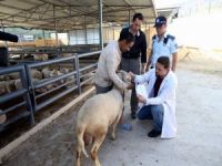 Karşıyaka Kurban Bayramı’na Hazırlandı