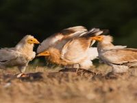 Yüz Binden Fazla Yırtıcı Kuş Adana’dan Geçti