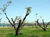 Aliağa Belediyesi’nin Hedefi 5 Bin Zeytin Ağacı