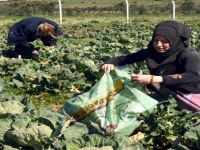 Aliağalı Kadın Çiftçilerden İlk Hasat