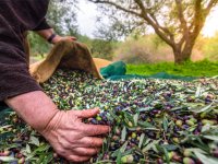 Sofralık zeytin ihracatı döviz bazında yüzde 52 arttı