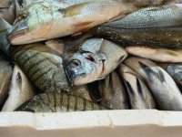 Buca'da Yasadışı Avlanan 45 Kilo Balığa El Konuldu