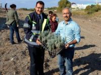 BAUN Botanik Bahçesinde 300 Lavanta Fidanı Toprakla Buluştu