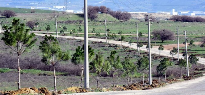 aliaga-belediyesi-mezarlik-yolunu-agaclandirdi.JPG