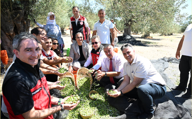 zeytin-hasadi-01.jpg