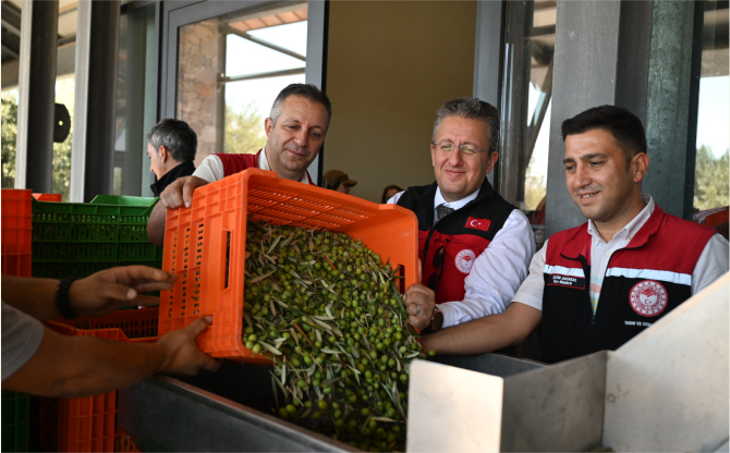 zeytin-hasadi-02.jpg